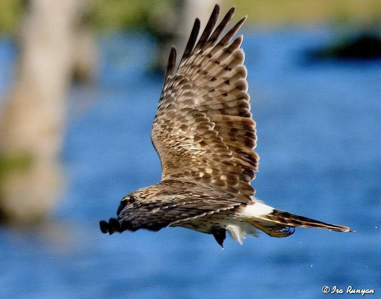 NorthernHarrier_1661.jpg