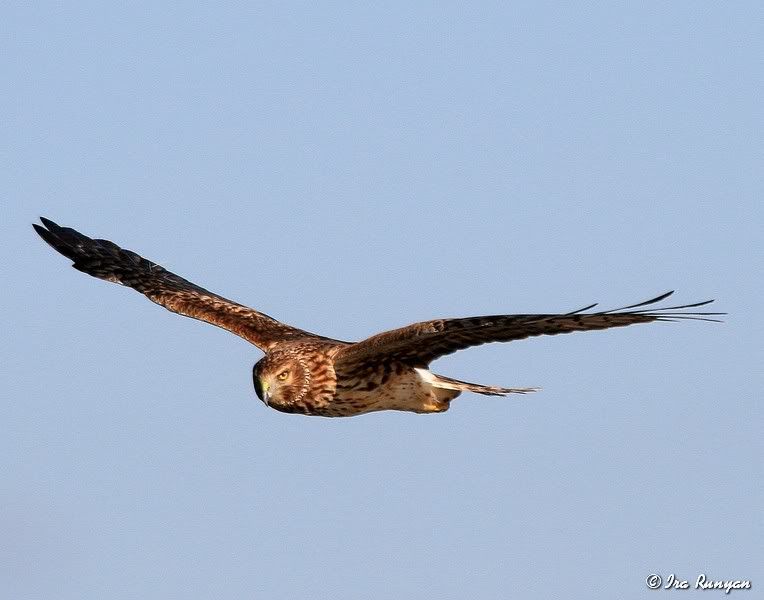 NorthernHarrier_5987.jpg