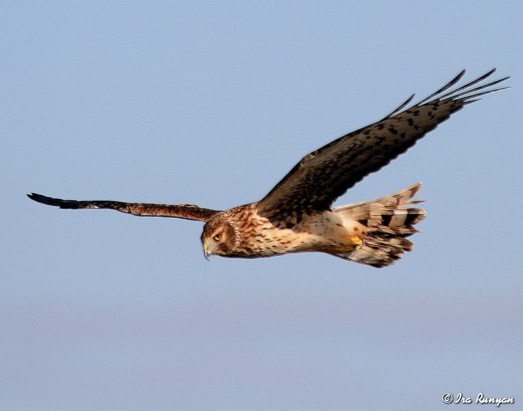 NorthernHarrier_5989.jpg