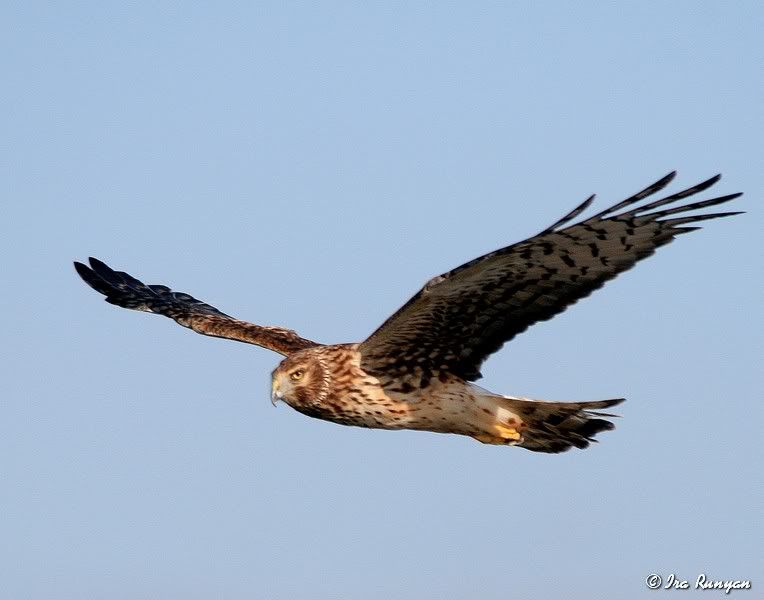 NorthernHarrier_5990.jpg