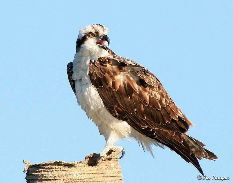 Osprey_4282.jpg