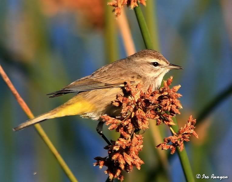 PalmWarbler_0848.jpg