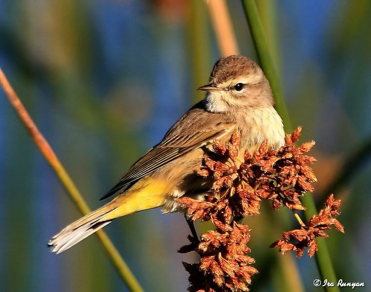 PalmWarbler_0851.jpg