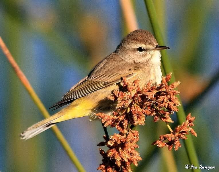 PalmWarbler_0856.jpg