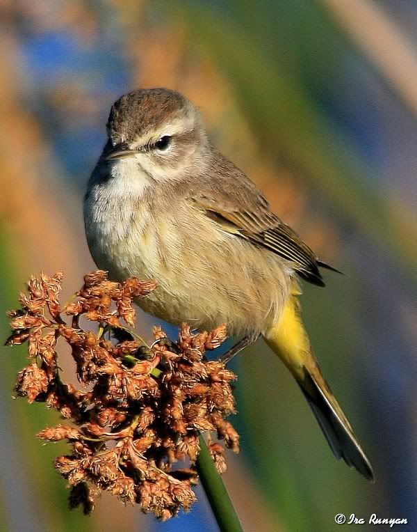 PalmWarbler_0867.jpg