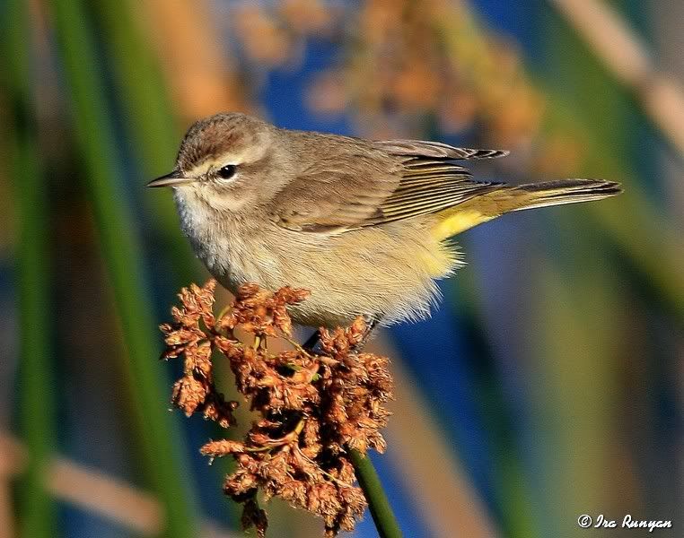 PalmWarbler_0877.jpg