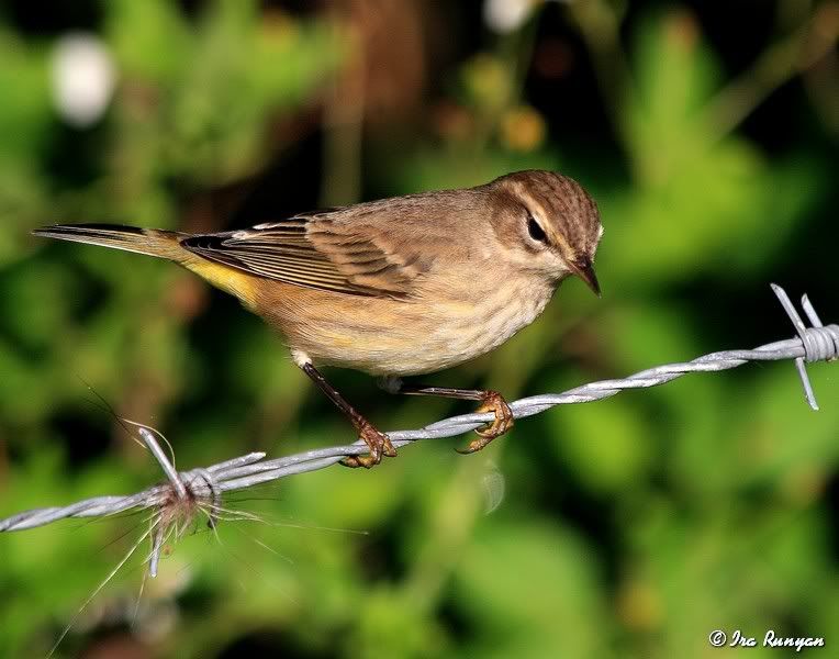 PalmWarbler_0907.jpg