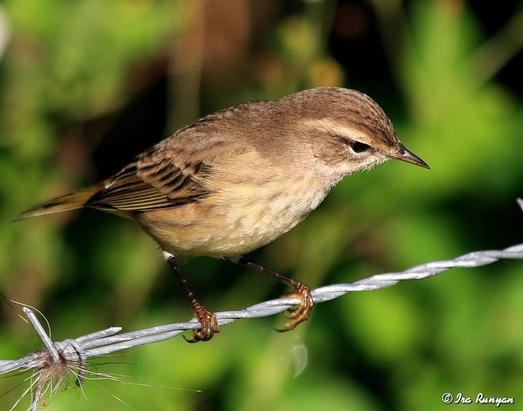 PalmWarbler_0910.jpg