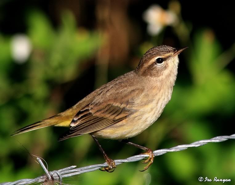 PalmWarbler_0912.jpg