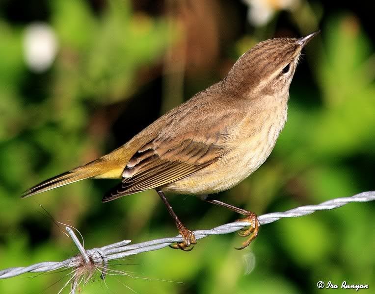 PalmWarbler_0913.jpg