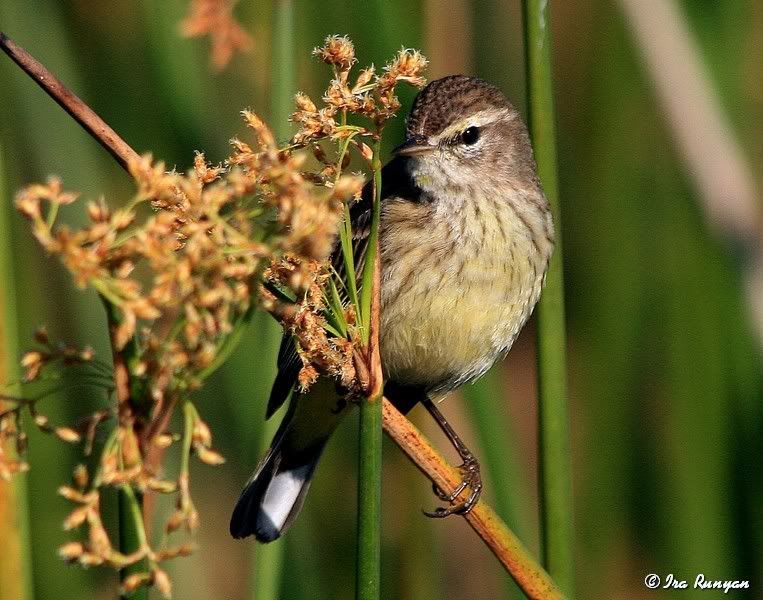 PalmWarbler_5062.jpg