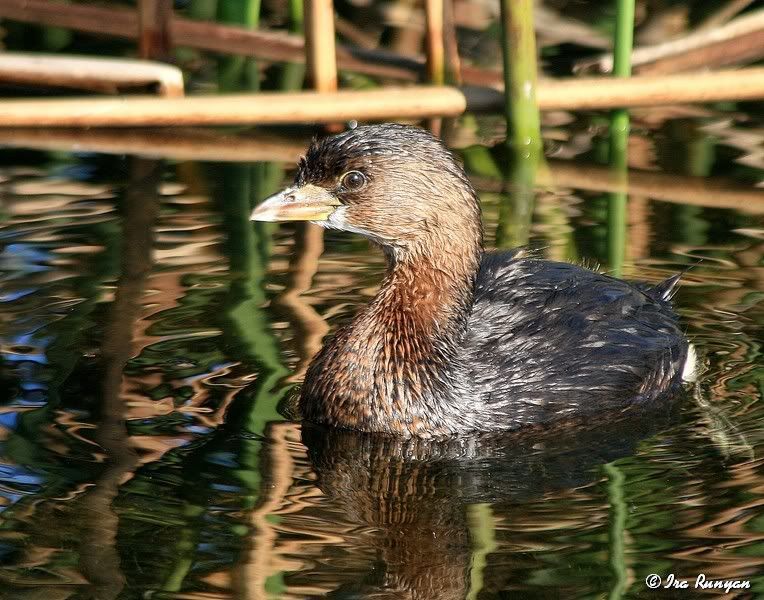 Pied-billedGrebe_2270.jpg