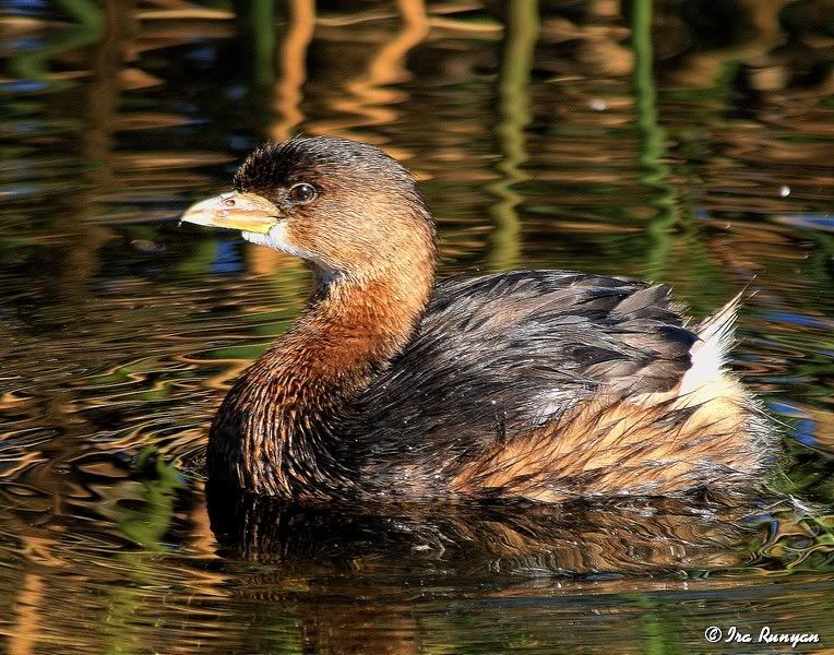 Pied-billedGrebe_2298.jpg