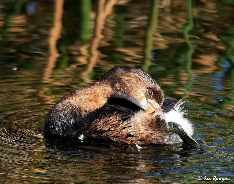 Pied-billedGrebe_2307.jpg