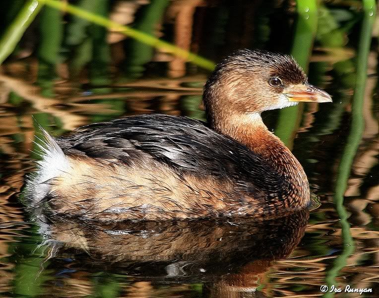 Pied-billedGrebe_2318.jpg