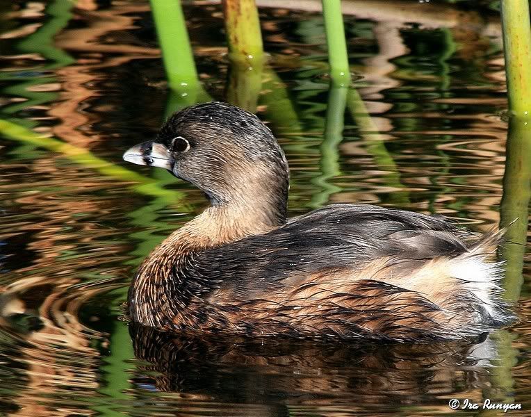 Pied-billedGrebe_2335.jpg