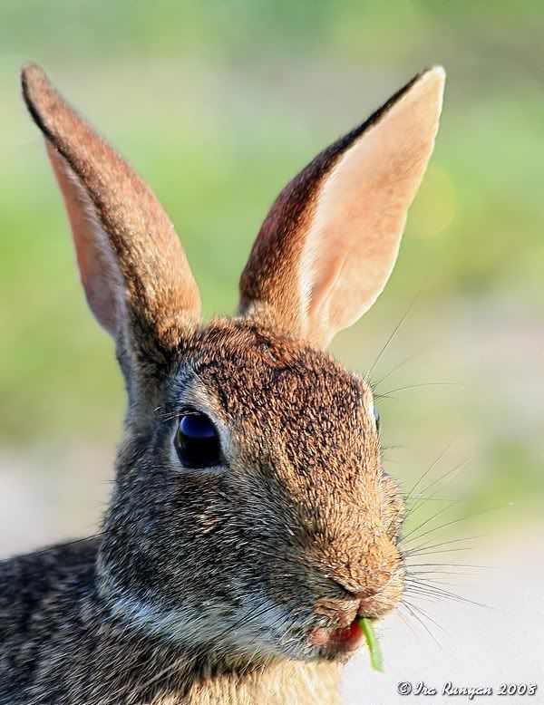 Rabbit_6307.jpg