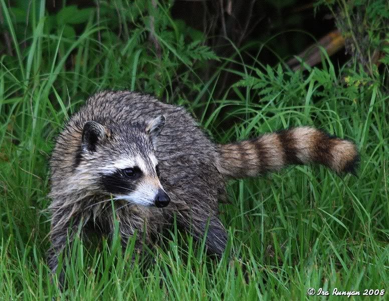 Raccoon_7797.jpg