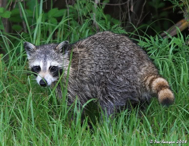 Raccoon_7809.jpg