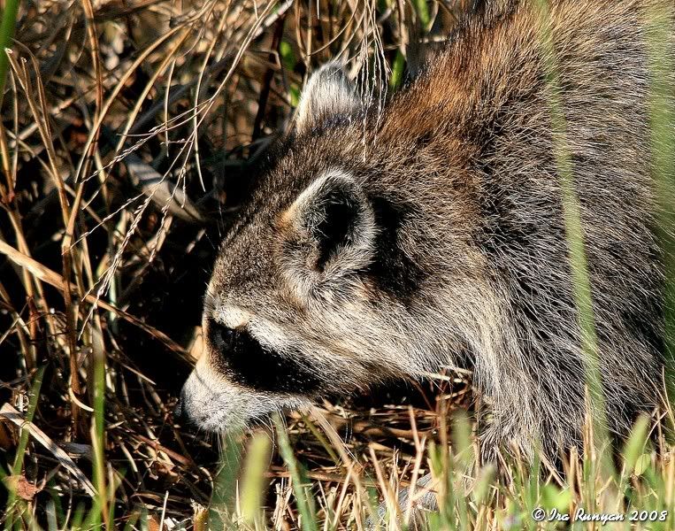 Raccoon_8031.jpg