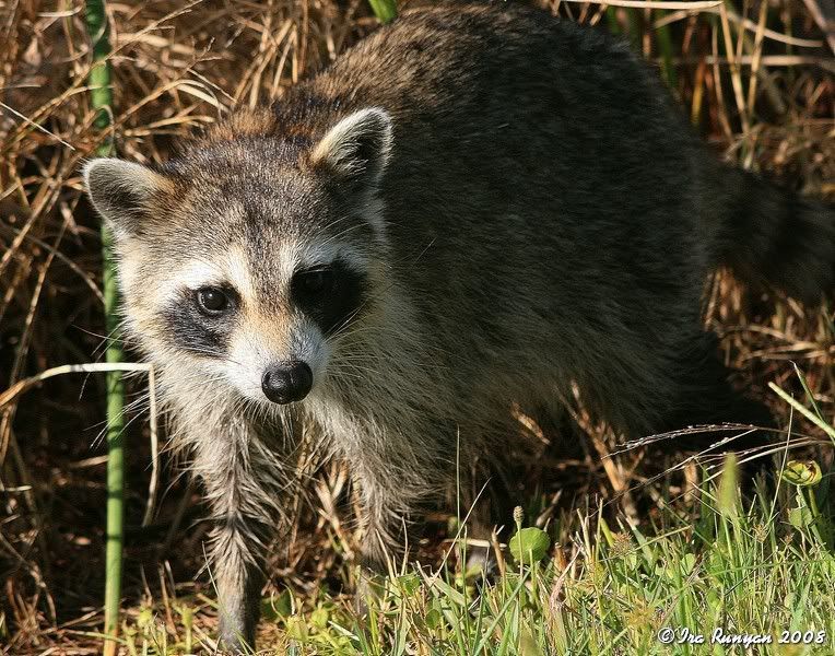 Raccoon_8043.jpg