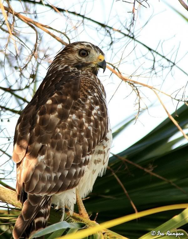 RedSholderedHawk_0572.jpg