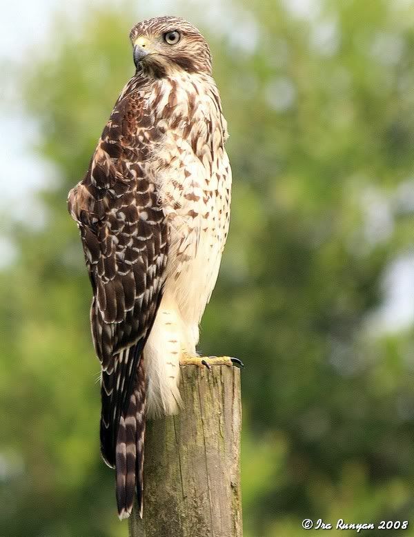 RedSholderedHawk_7284.jpg