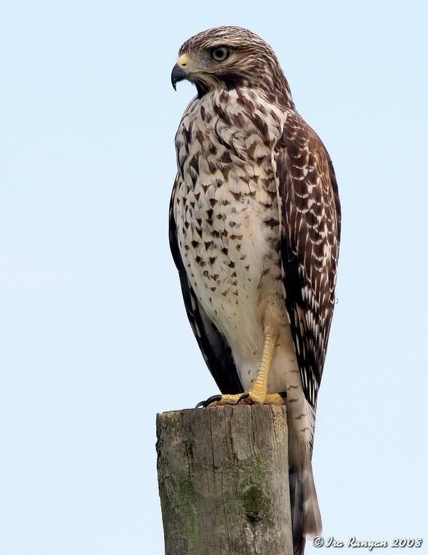 RedSholderedHawk_7330.jpg