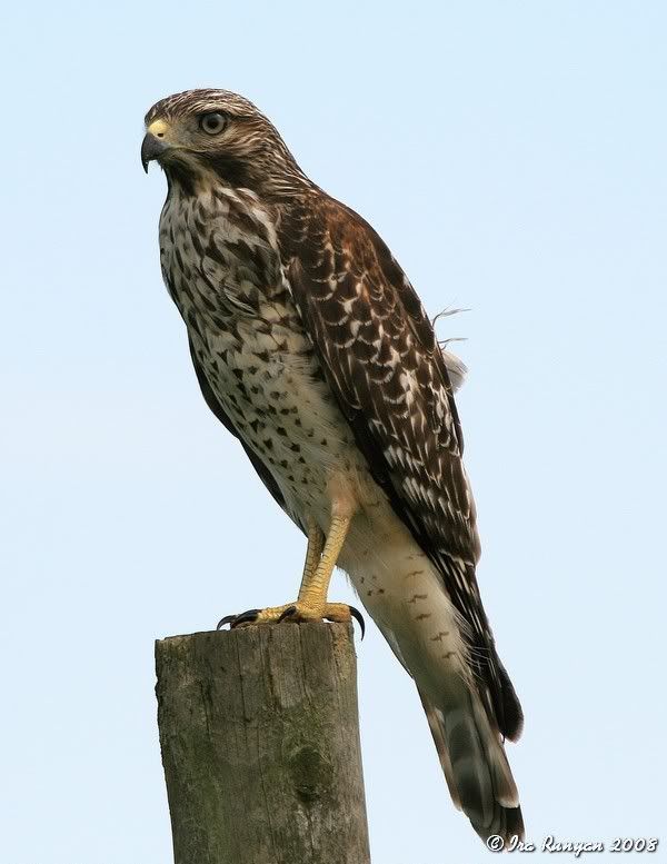 RedSholderedHawk_7358.jpg