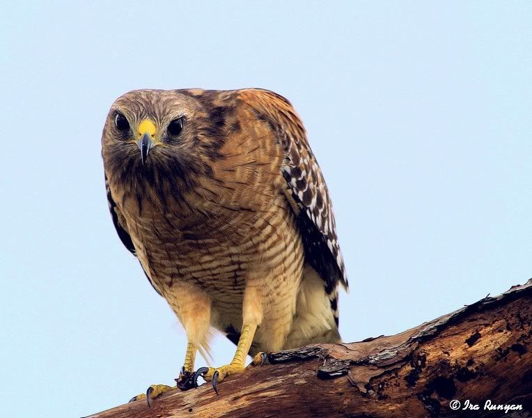 RedShoulderedHawk_0842.jpg