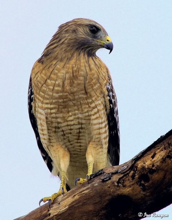 RedShoulderedHawk_0844.jpg