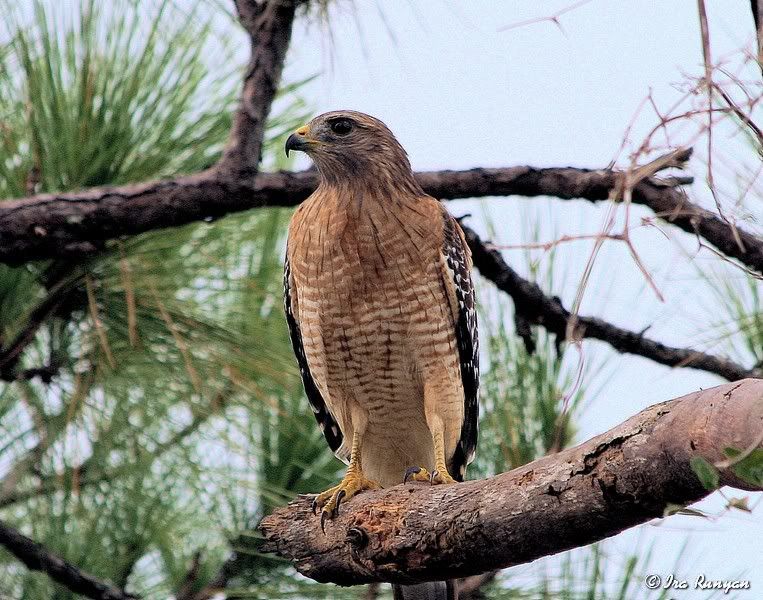 RedShoulderedHawk_0845.jpg