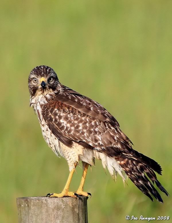 RedShoulderedHawk_7635.jpg