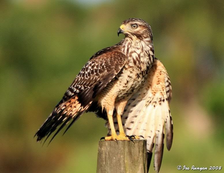 RedShoulderedHawk_7652.jpg