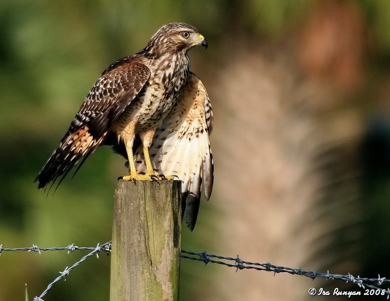 RedShoulderedHawk_7656.jpg