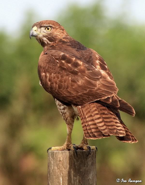 RedTailedHawk_1257.jpg