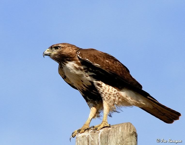 RedTailedHawk_3115.jpg