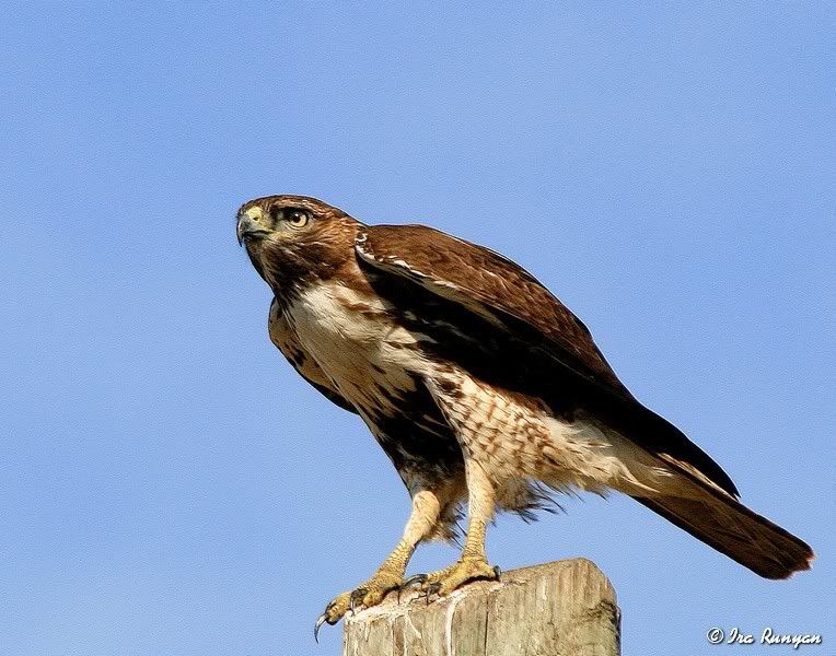 RedTailedHawk_3117.jpg