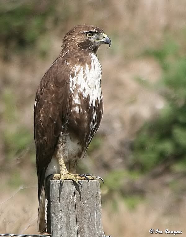 RedTailedHawk_9885.jpg