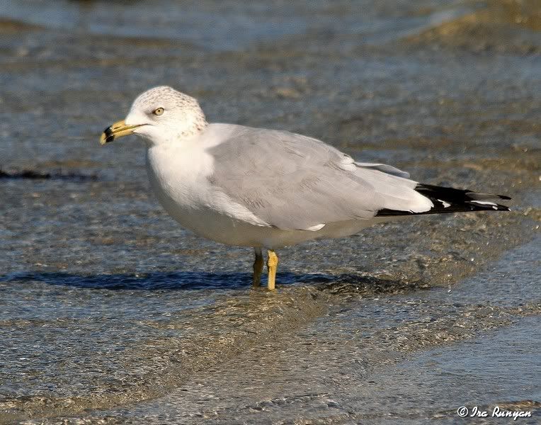 Ring-billedGull_4813.jpg