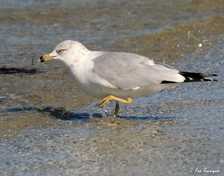 Ring-billedGull_4815.jpg