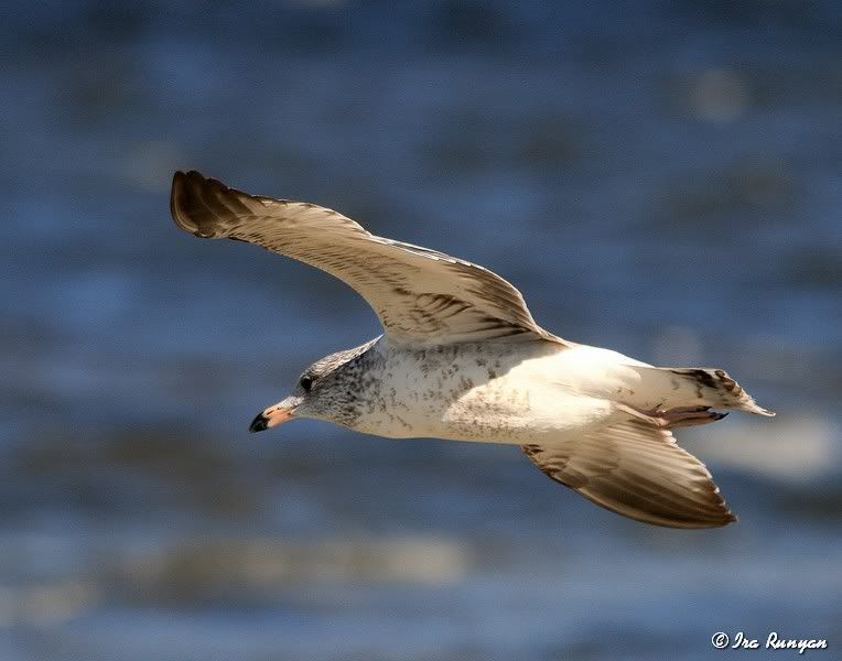 Ring-billedGull_4826.jpg