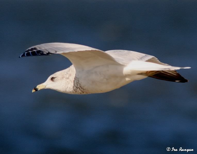 Ring-billedGull_4853.jpg