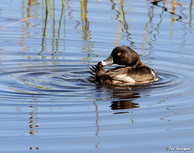 Ring-neckedDuck_6410.jpg