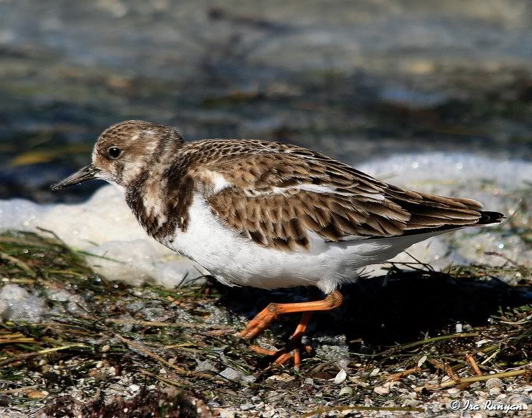 RuddyTurnstone_4820.jpg