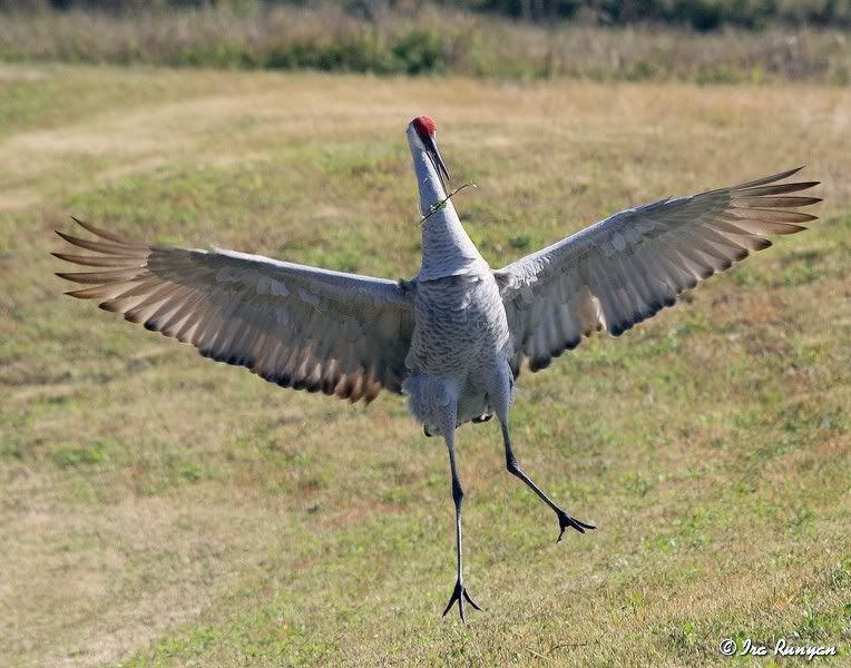 SandhillCrane_4607.jpg