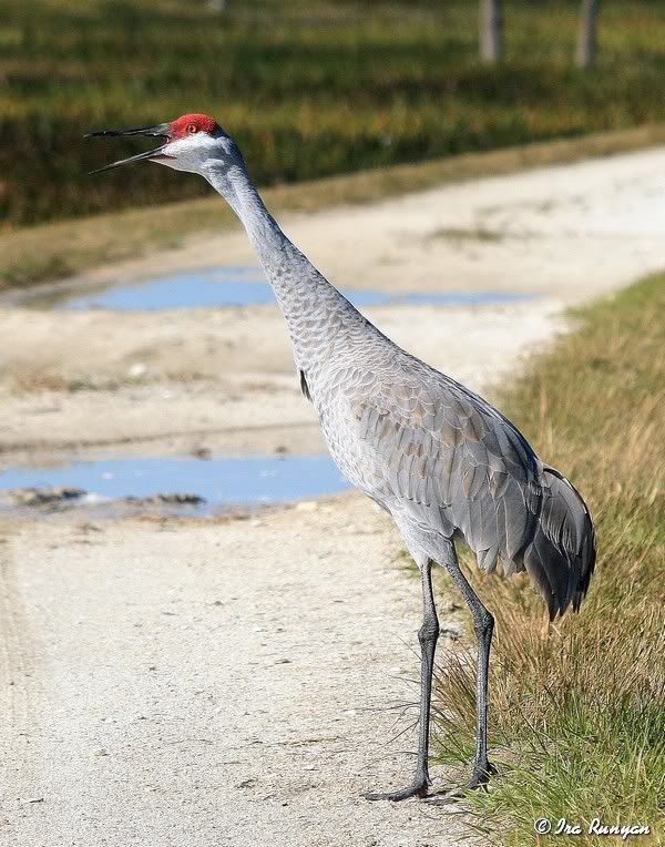 SandhillCrane_4634.jpg