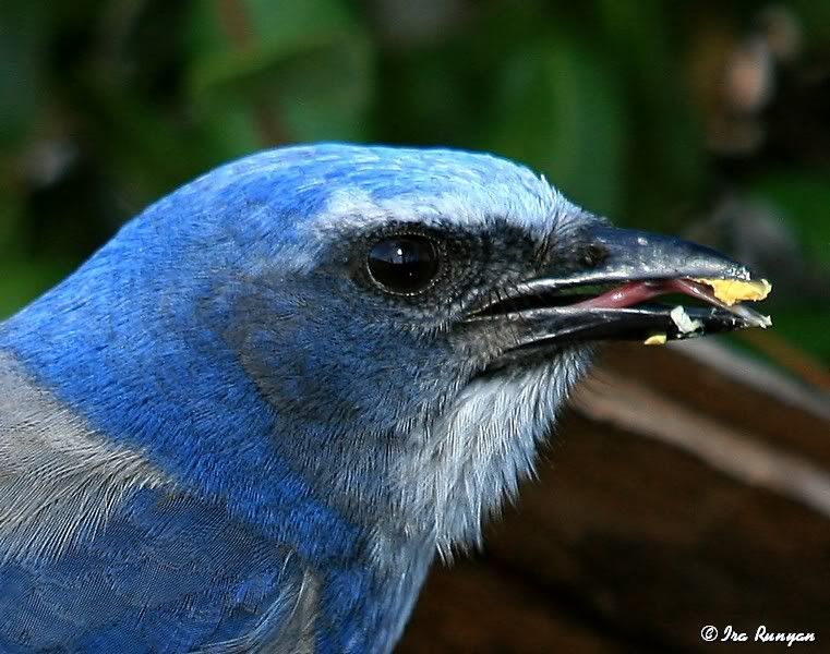 ScrubJayHead_0801.jpg