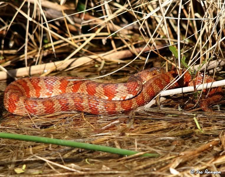 SnakeatViera_8970.jpg