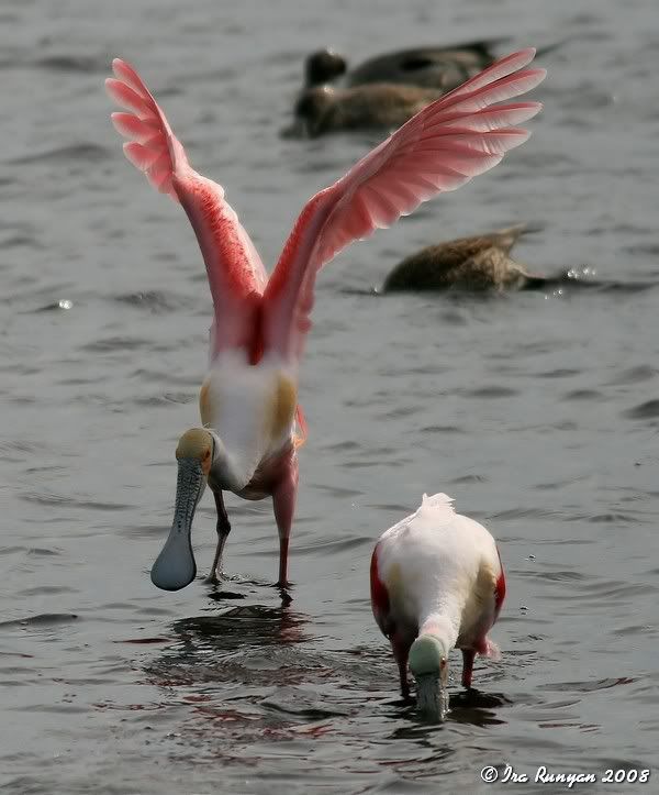 IMAGE: http://img.photobucket.com/albums/0803/irarunyan/SpoonbillLanding_8131.jpg